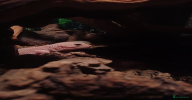 Leopard Gecko reptiles - Advert 5