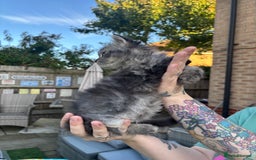 Persian cats for sale: Last Kitten Available! Persian silver black female - Image 4