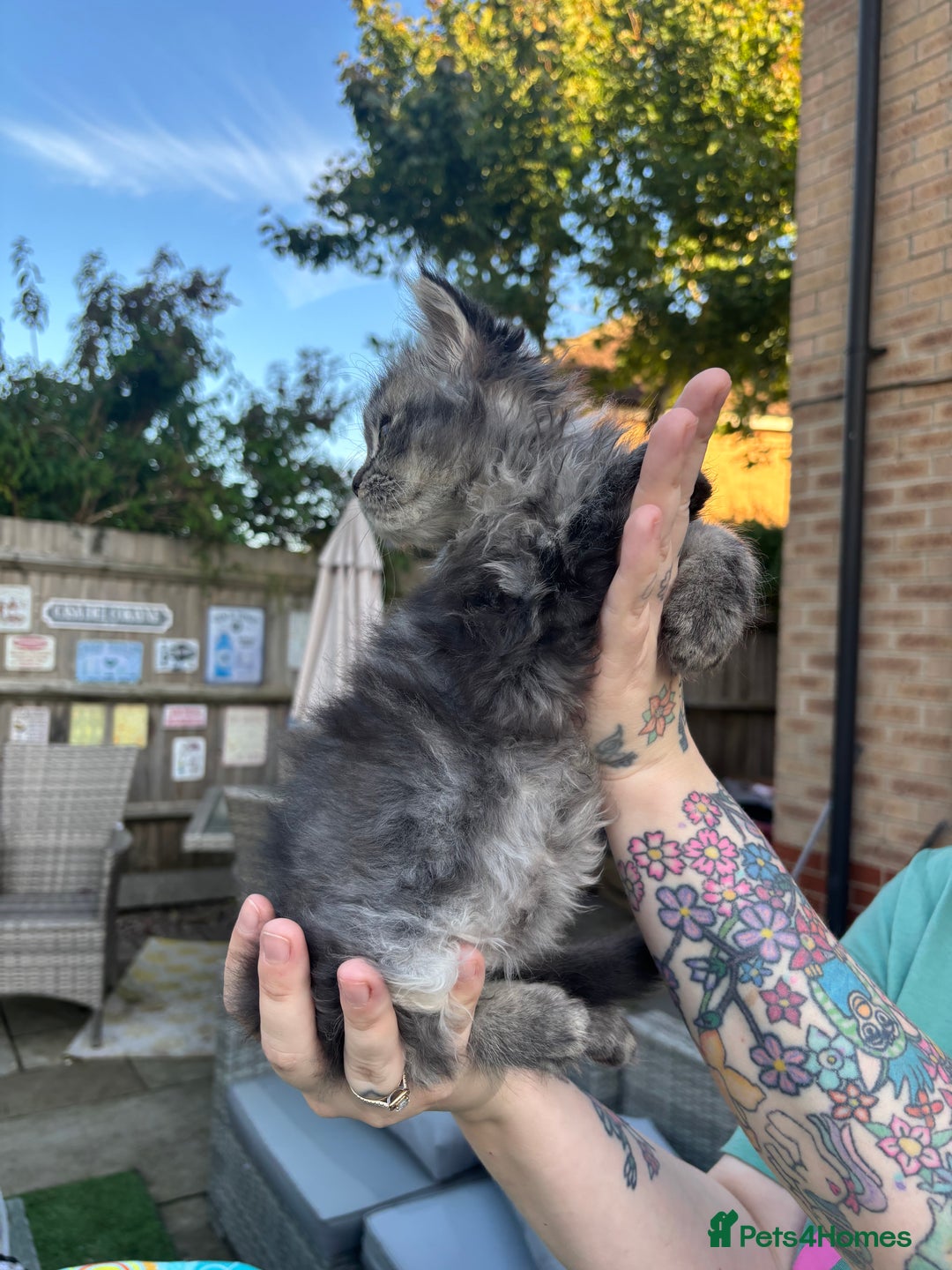 Persian cats for sale: Last Kitten Available! Persian silver black female - Image 4