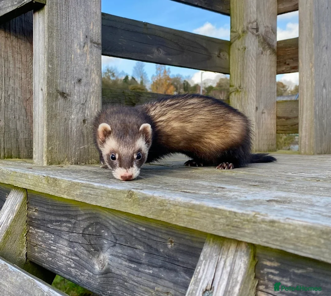 Ferret rodents for sale: Ferret for sale  - Advert 7
