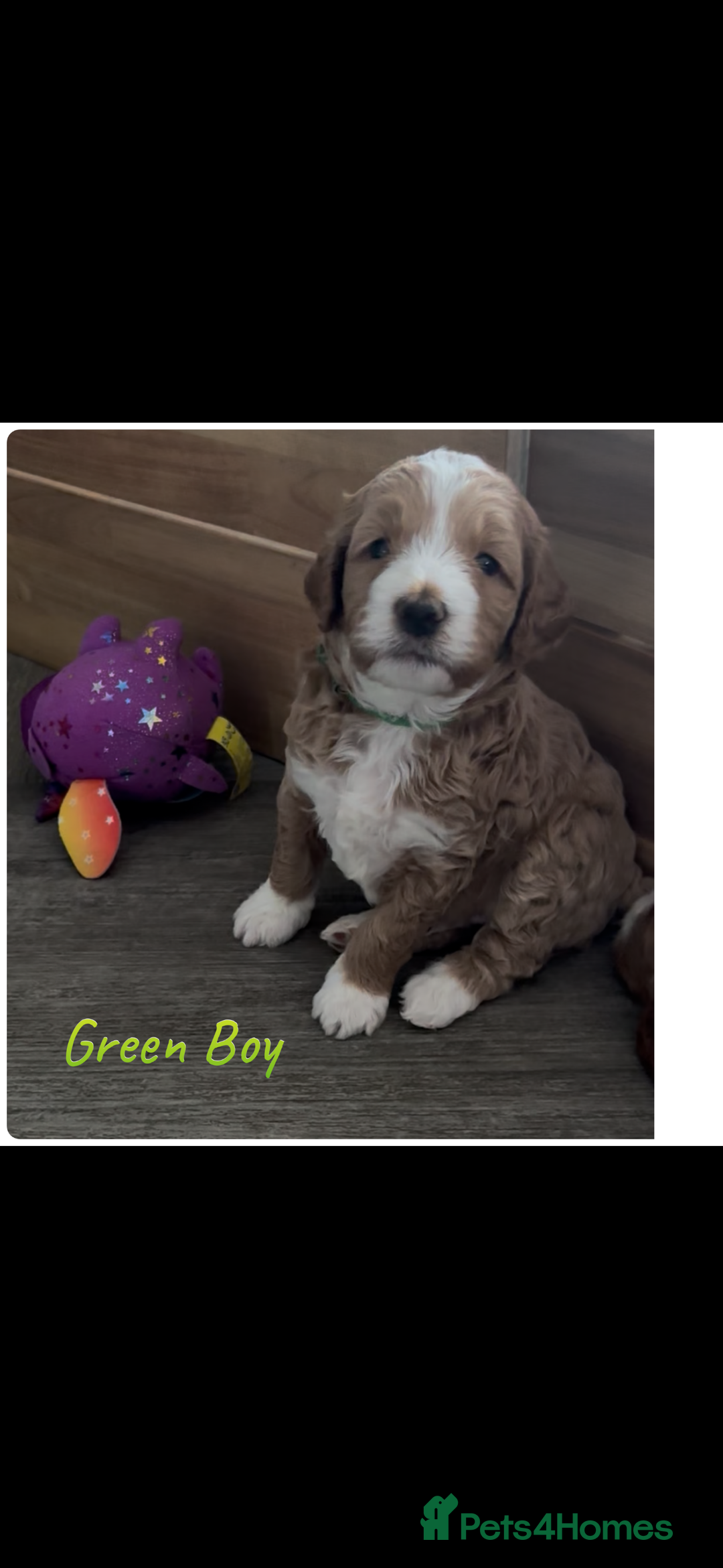 Australian Labradoodle dogs for sale: Pure Australian Labradoodle Puppies ready 30/09/25 - Image 24