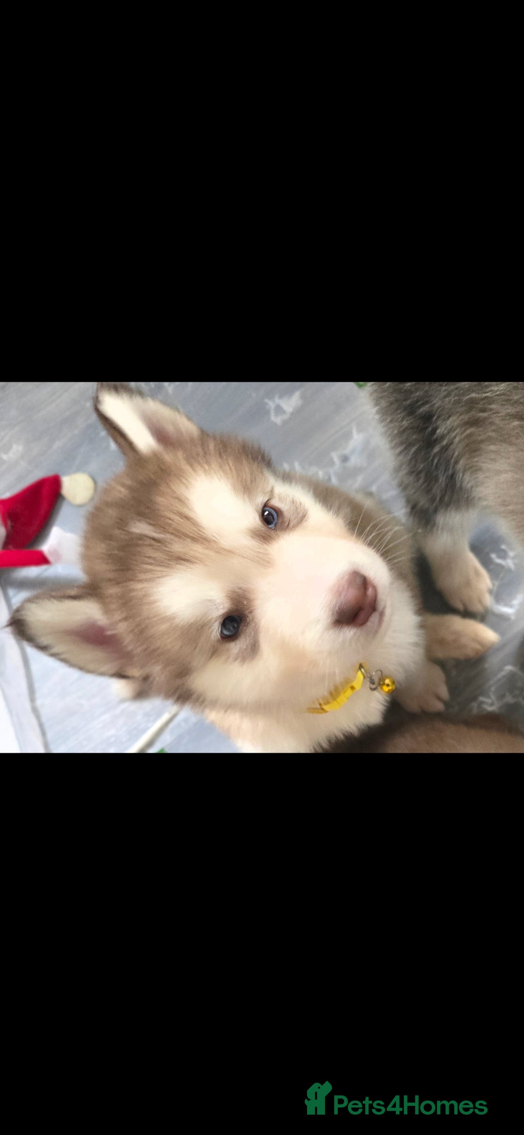 Utonagan dogs for sale: Malamute/Huskies  - Advert 10