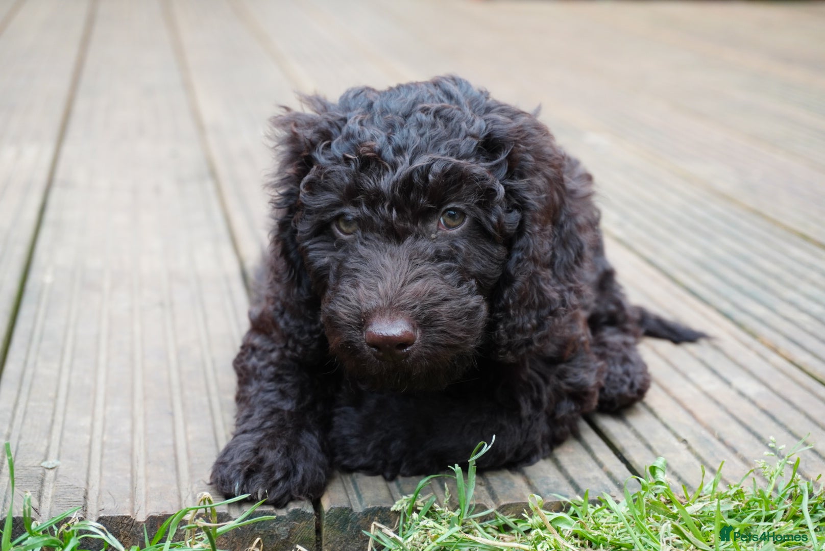 Sproodle dogs 2 Beautiful Sproodle Puppies - READY NOW - Advert 3