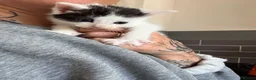 British Shorthair cats for sale: Five gorgeous soft kittens  - Advert 3