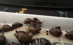 Snails invertebrates for sale: Giant African Land Snails - Image 5