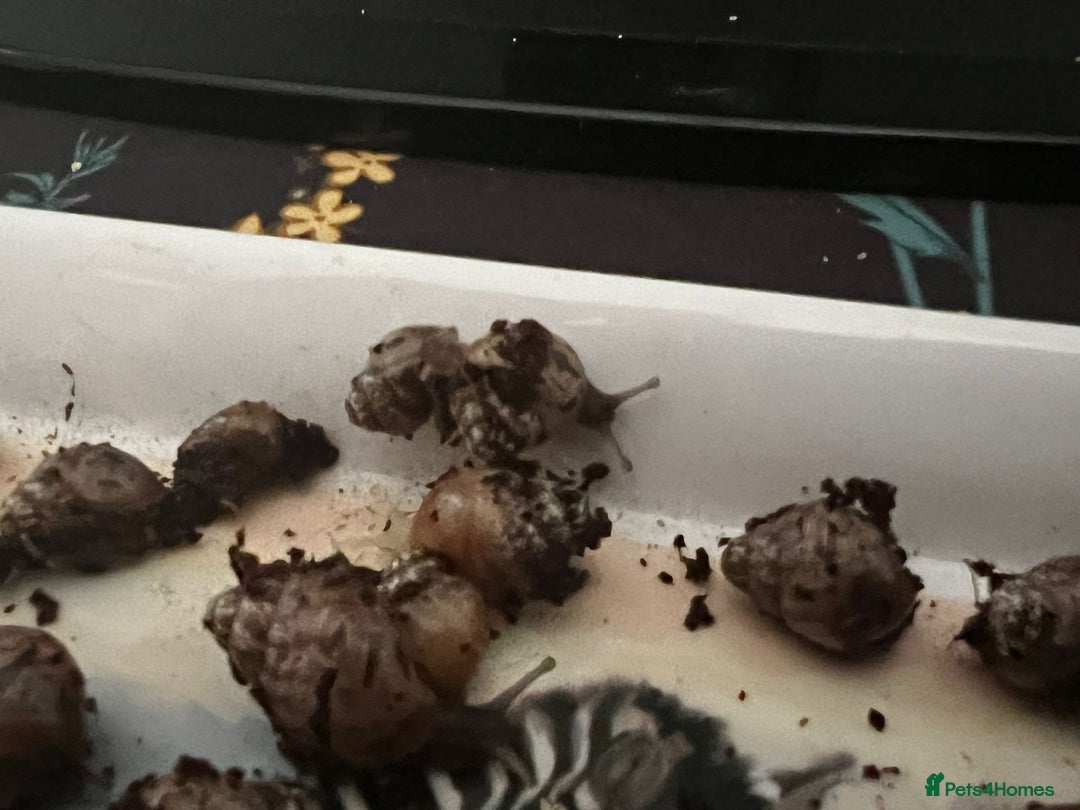 Snails invertebrates for sale: Giant African Land Snails - Image 5