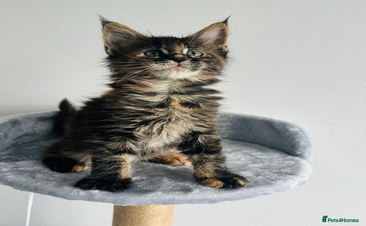 Maine Coon cats - Advert 14