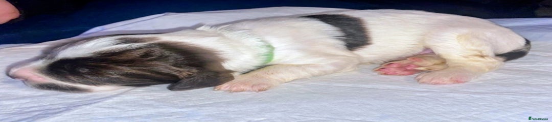 English Springer Spaniel Puppy. Green collar. 