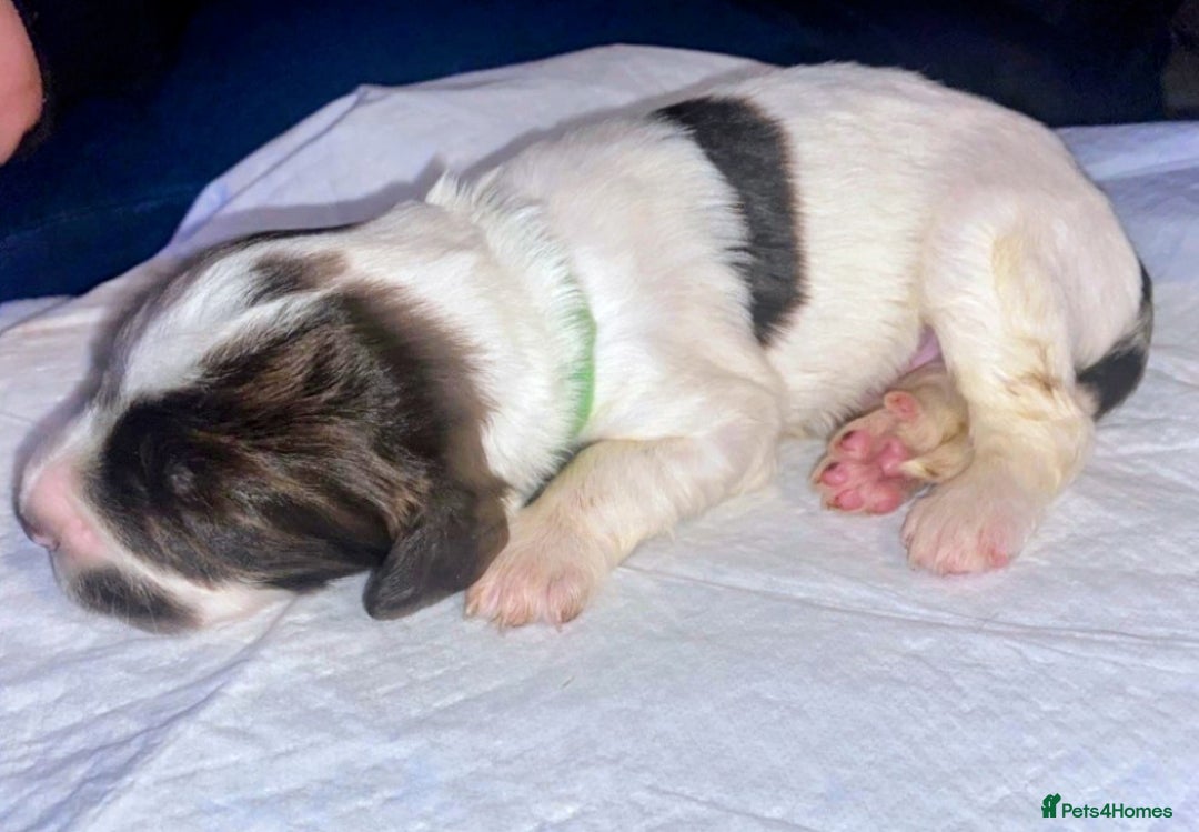 English Springer Spaniel dogs for sale: Beautiful springer Spainel pups. Ready 01/11/25 - Image 16
