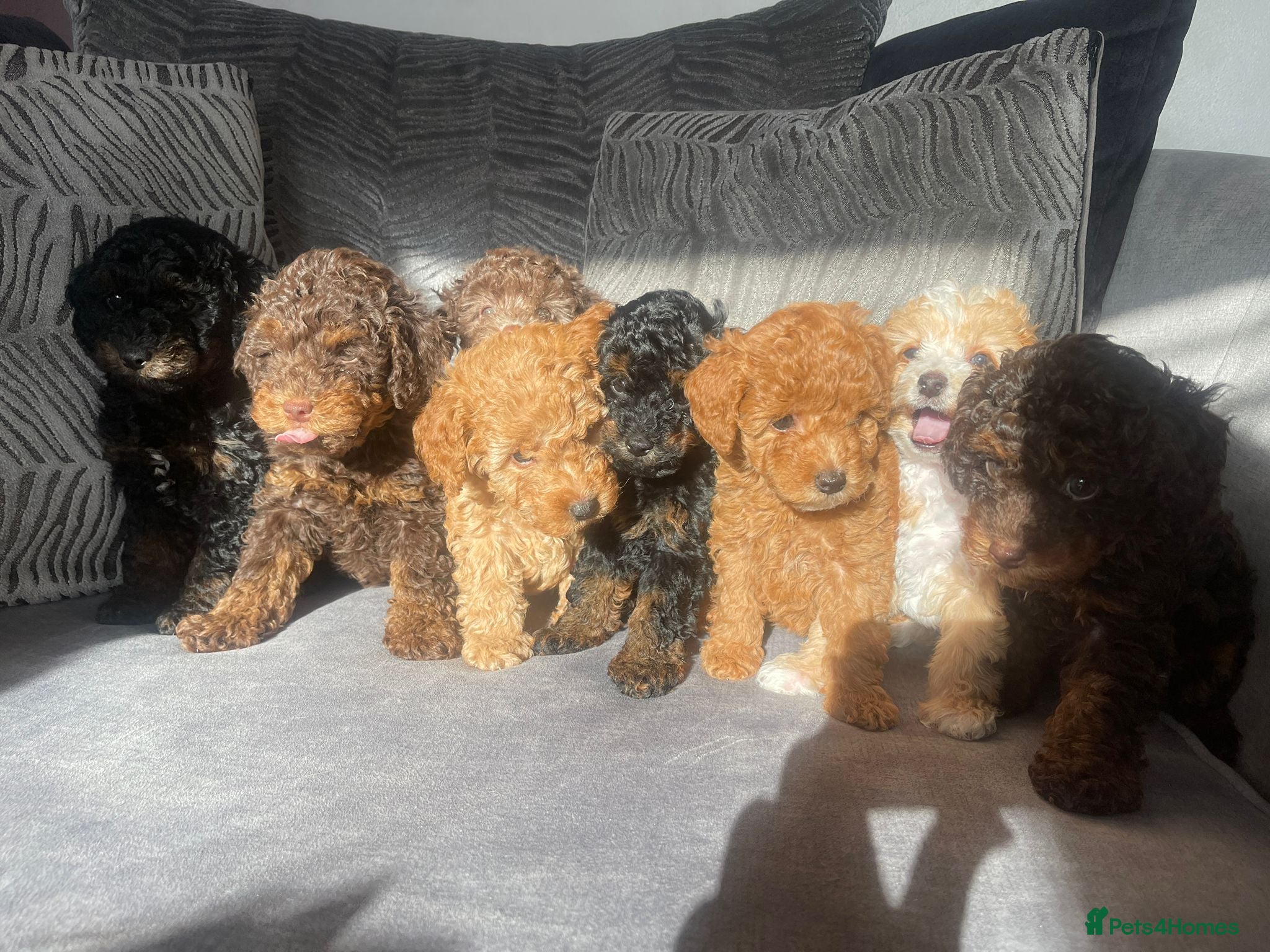 Cockapoo dogs F1b stunning Rare litter of F1b Cockapoo's  - Advert 1