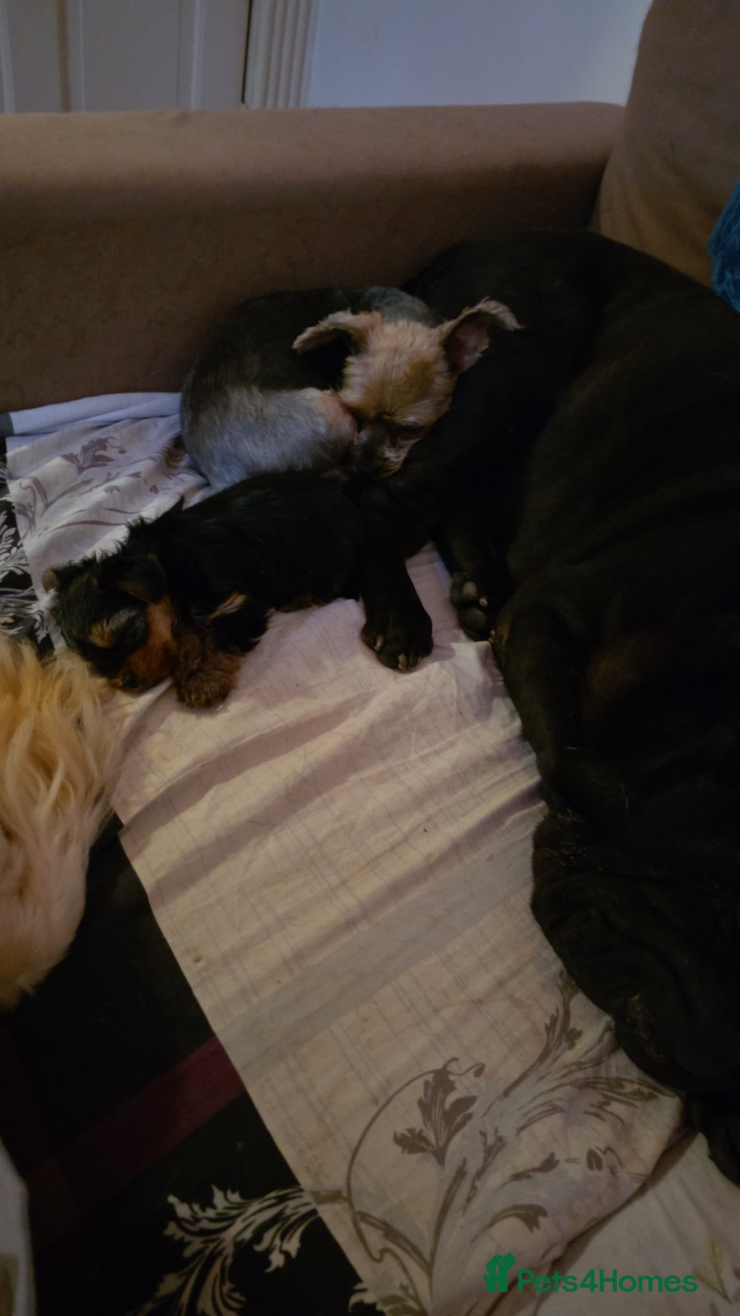 Yorkshire Terrier dogs for sale: ✨🐾last girl Mini Yorkshire Terrier Puppies –  🐾✨ - Image 4