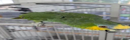 Parrots birds for sale: Amazon parrot  in Clacton-on-Sea - Advert 6