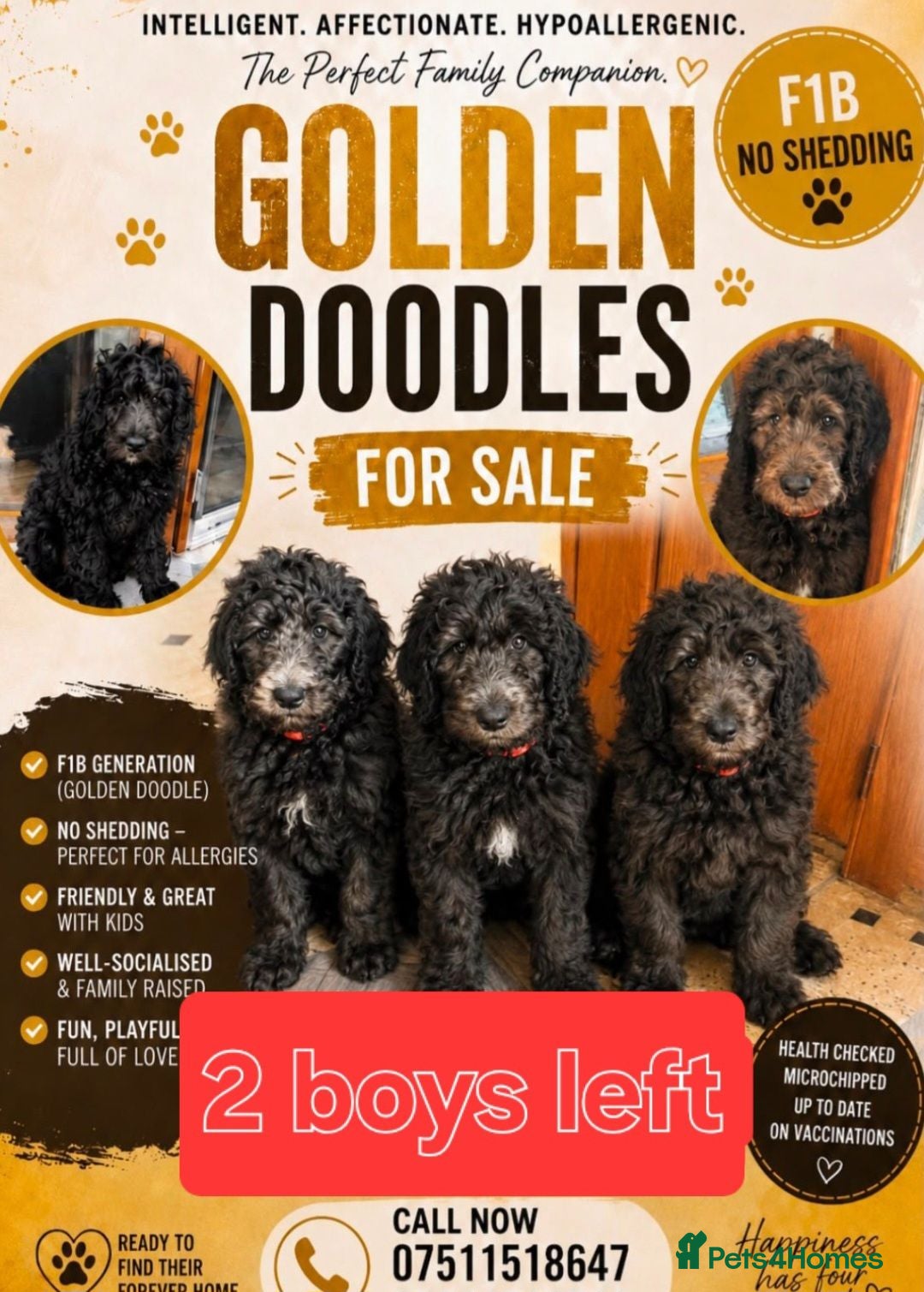 Goldendoodle dogs F1B Rare black standard Goldendoodle North Wales  - Advert 1
