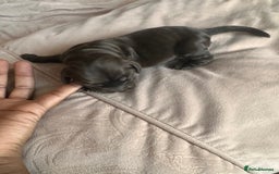 Cockapoo dogs for sale: Beautiful Cockerpoo puppies - Image 9