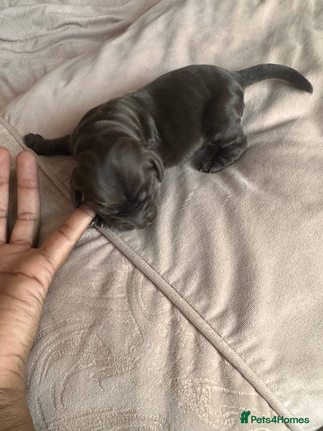 Cockapoo dogs for sale: Beautiful Cockerpoo puppies - Image 9