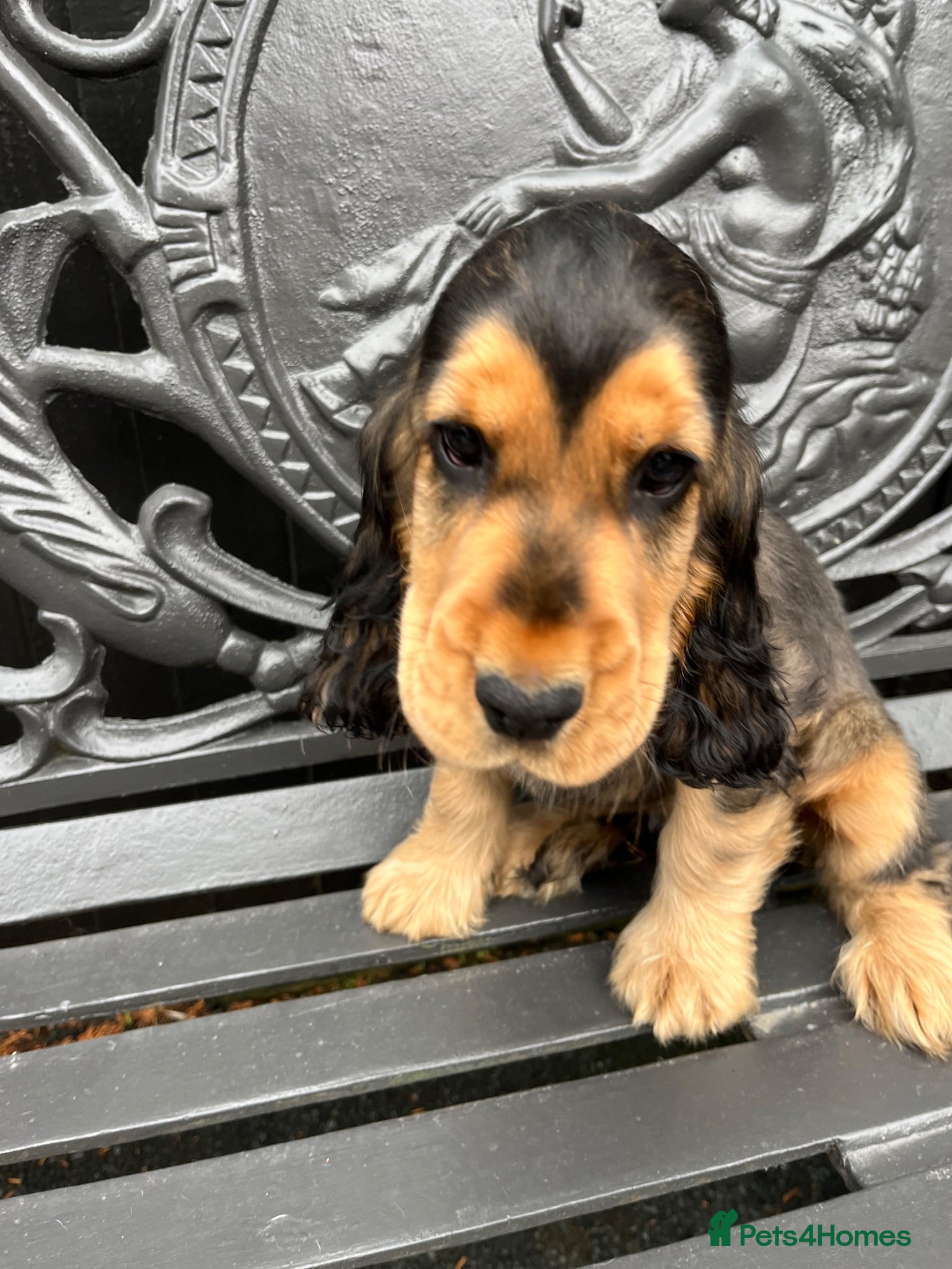 Cocker Spaniel dogs  Kc reg show cockers last 3 remaining - Advert 1