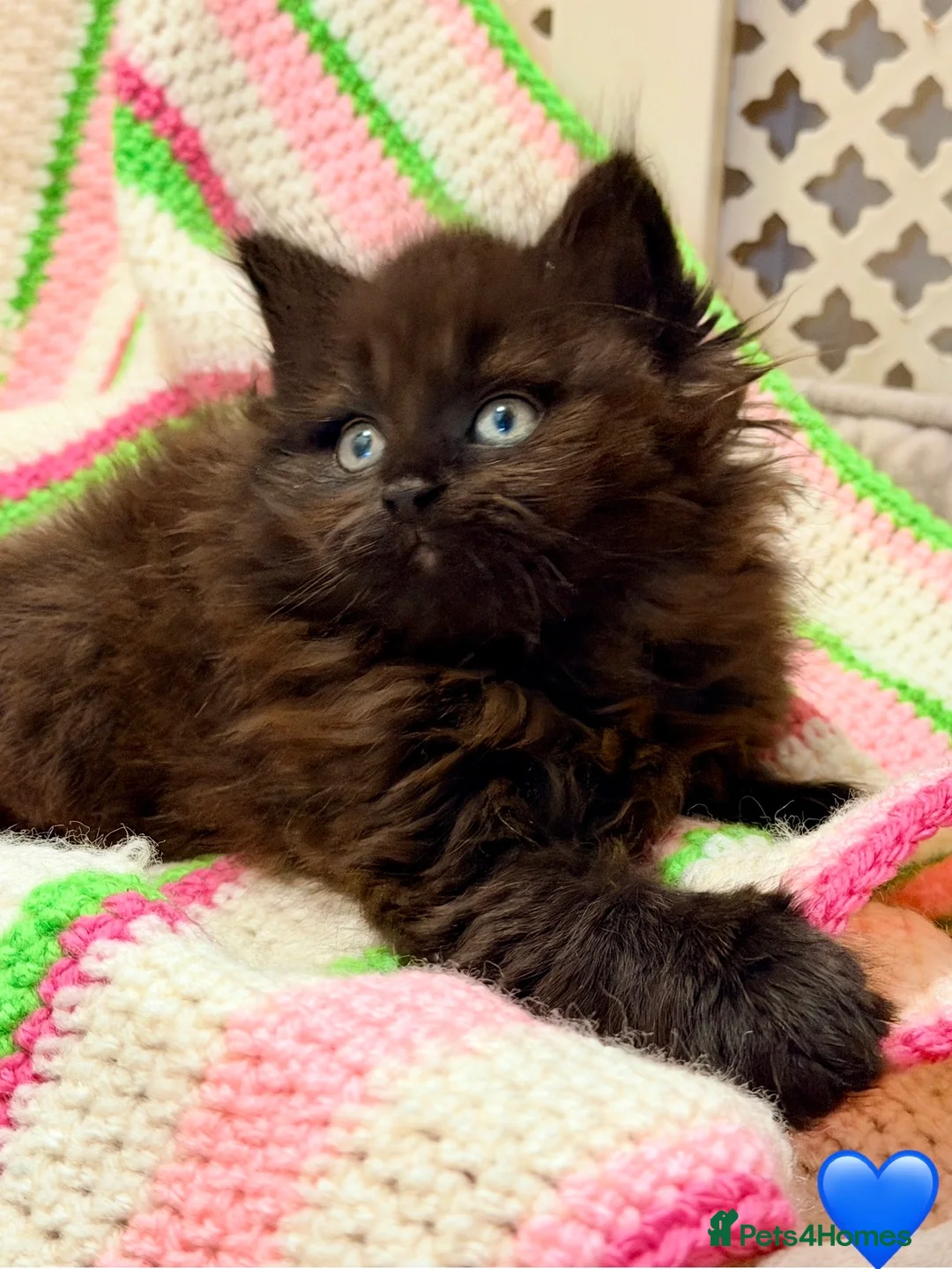 Mixed Breed cats for sale: 💖 MAINE COON X RAGDOLL *PARENTS HEALTH TESTED* 💖 - Advert 10