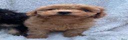 Cavapoo dogs for sale: ⭐️6 CAVAPOO’S Ready Now in CHESHIRE⭐️ - Advert 13