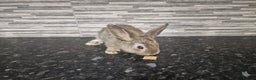 Mini Lion Lop rabbits for sale: Lion lops - Advert 10