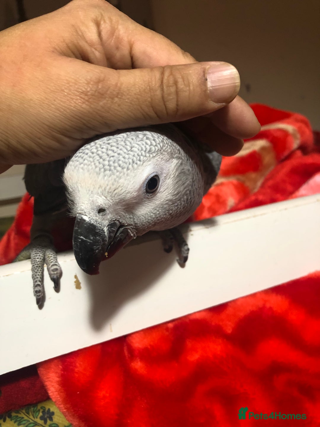 Parrots birds for sale: Super silly Congo baby African grey set up  - Advert 3