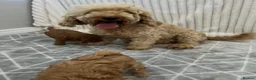 Cavapoo dogs for sale: Red cavapoo puppies - Advert 4