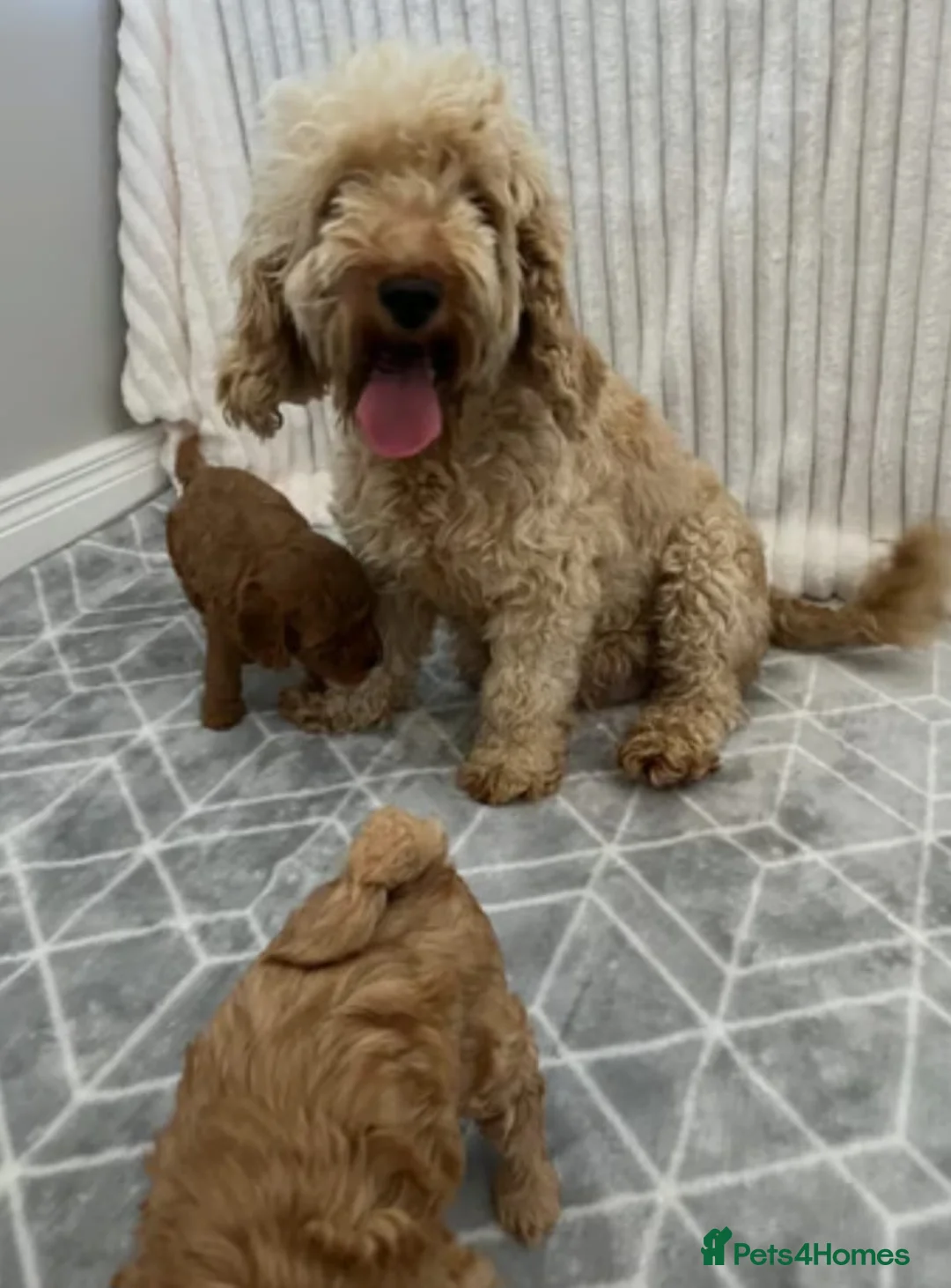 Cavapoo dogs for sale: Red cavapoo puppies - Advert 4