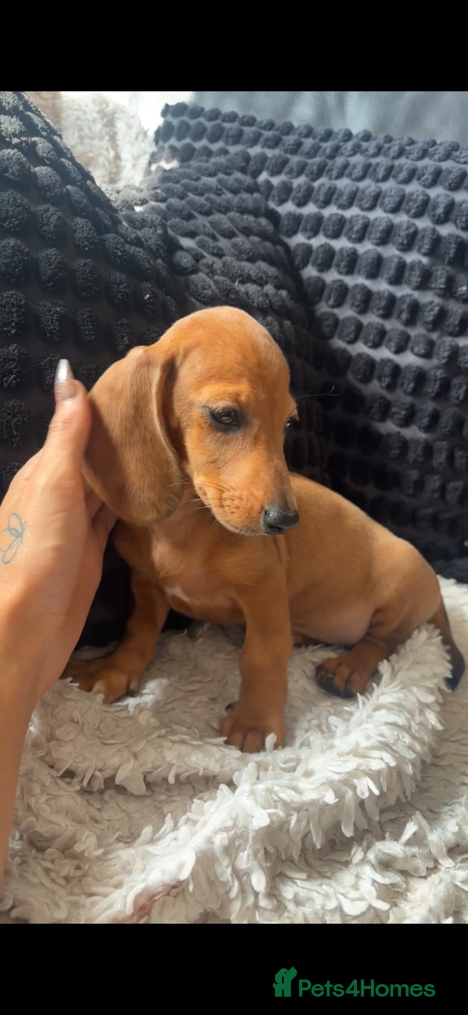 Dachshund dogs READY NOW- 2 boys 2 girls left Kc mini dachshund  - Advert 1