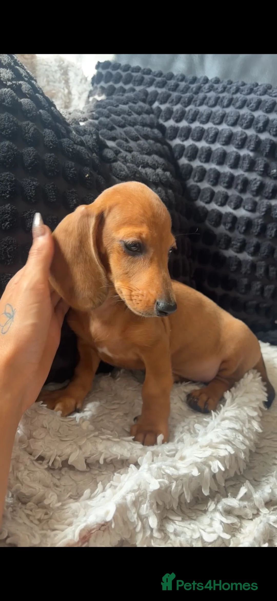 Dachshund dogs for sale: READY NOW- 1 boy left!Kc mini dachshund fully Vac - Advert 1