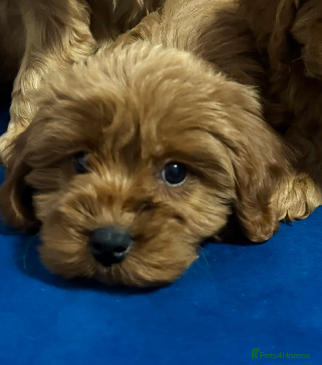 Cavapoo dogs for sale: Ready to go🏡 ONLY girls !  - Image 17