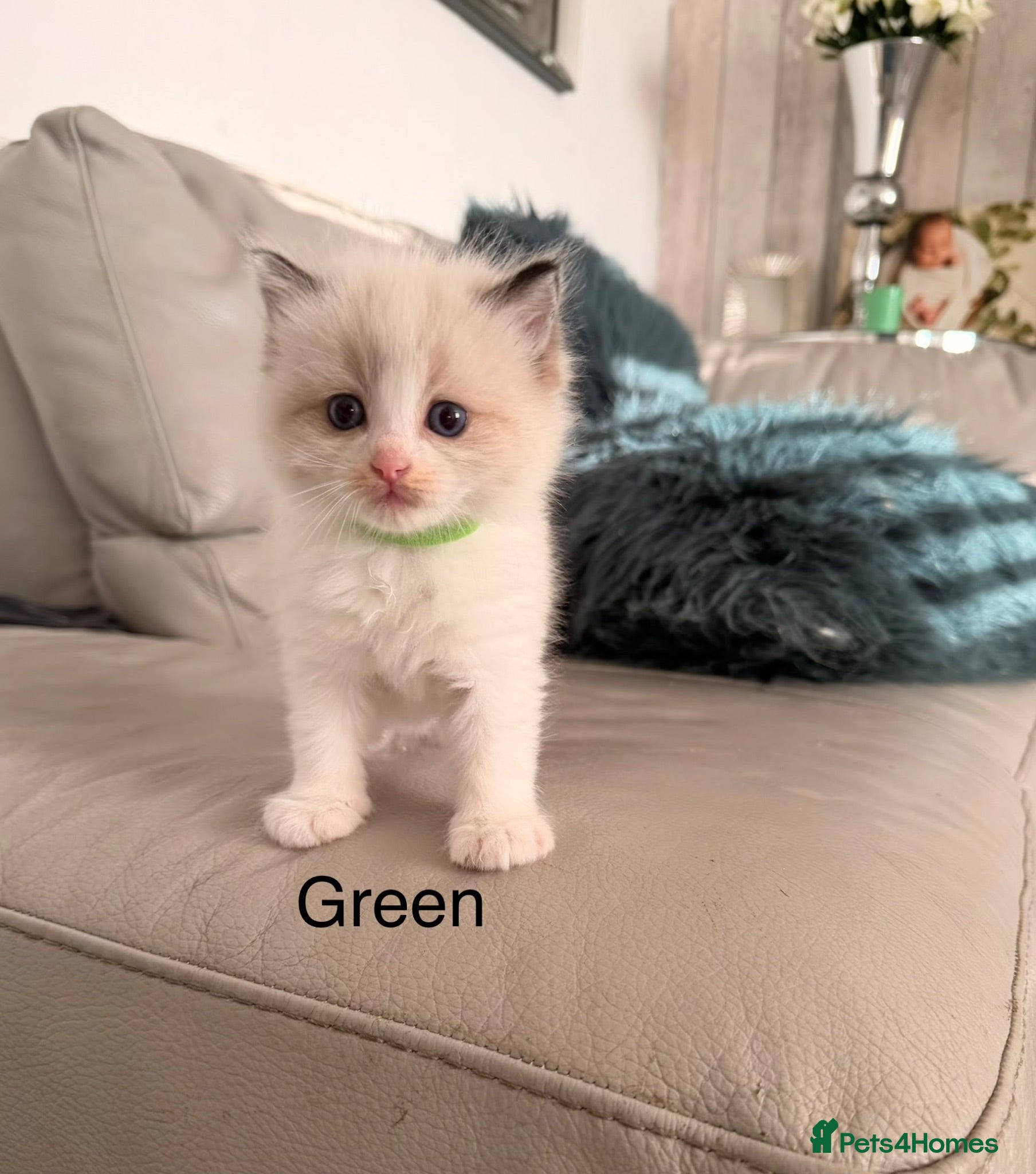 Ragdoll cats Seal bicolour & seal point  ragdolls  - Advert 1