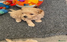 Maltipoo dogs for sale: Beautiful Apricot Maltipoo puppies. - Image 32