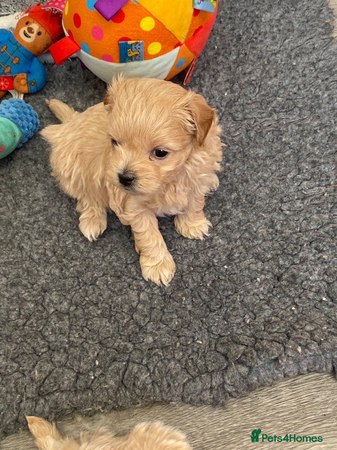 Maltipoo dogs for sale: Beautiful Apricot Maltipoo puppies. - Image 32
