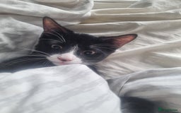 Dwelf cats for sale: 2 sweet kittens  - Image 1