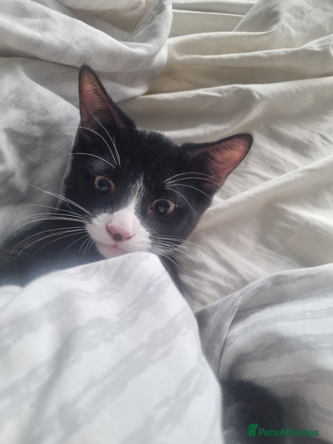 Dwelf cats for sale: 2 sweet kittens  - Image 1