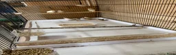 Finches birds for sale: Zebra finches , please read ad in Cambridge - Advert 3