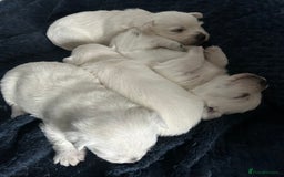 West Highland Terrier dogs for sale: Gorgeous West Highland White (Westie) Puppies - Image 28