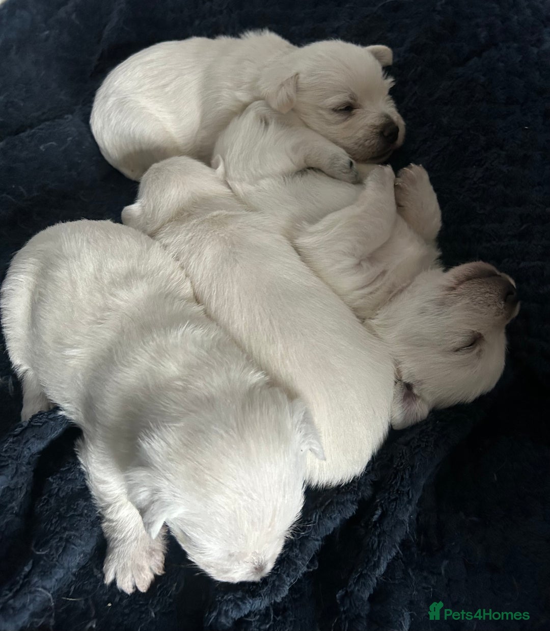 West Highland Terrier dogs for sale: Gorgeous West Highland White (Westie) Puppies - Image 28