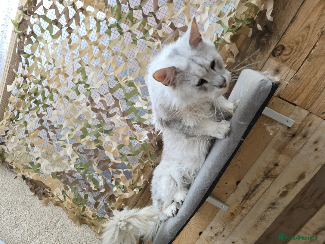 Maine Coon cats for stud: Black Shaded Maine Coon Large Imported in Hull - Advert 10