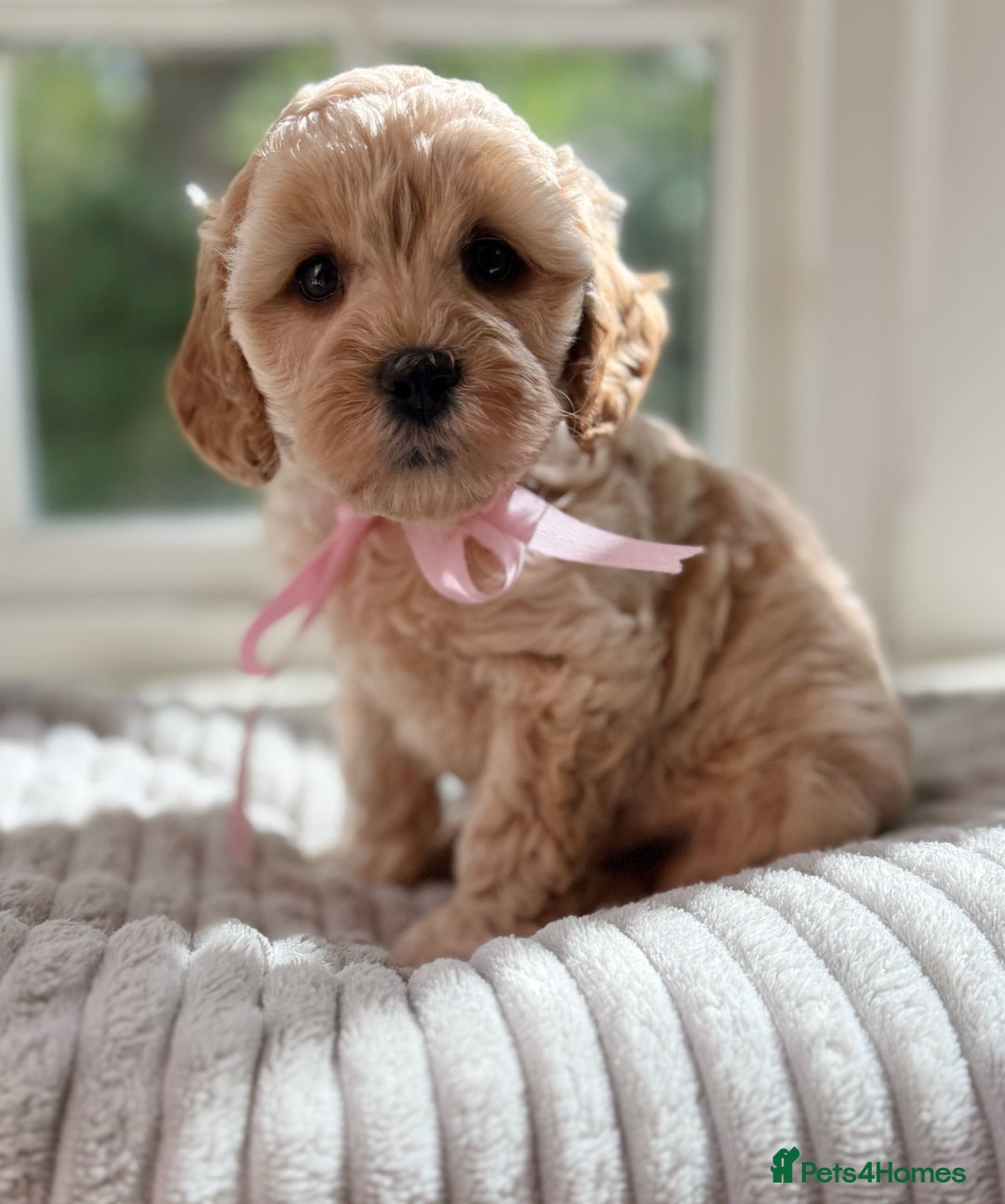 Cavapoo dogs for sale: F1b health tested cavapoo - Image 4