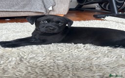 Labrador Retriever dogs for sale: 1 boy left - Advert 4