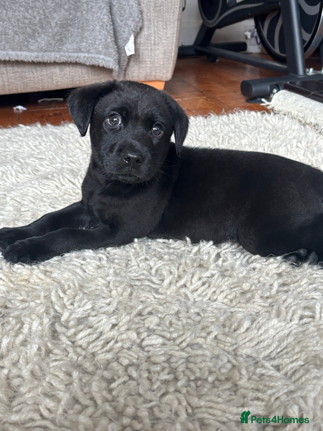 Labrador Retriever dogs for sale: 1 boy left - Advert 4