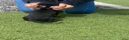 Dachshund dogs for sale: Last little Girl looking for her forever Home  - Advert 2