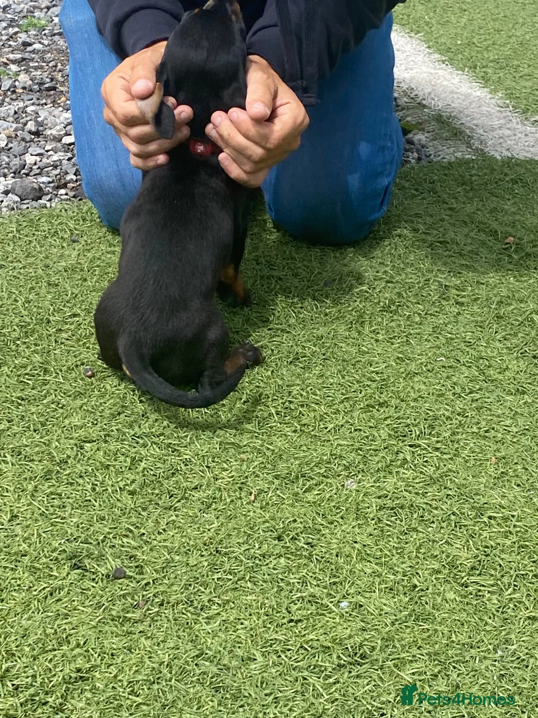 Dachshund dogs for sale: Last little Girl looking for her forever Home  - Advert 2