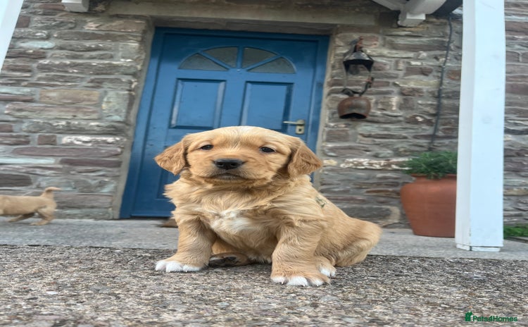 Golden Retriever dogs - Advert 7