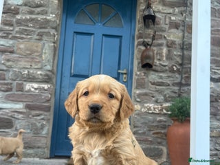 Golden Retriever dogs Working type golden retriever puppies - Advert 8