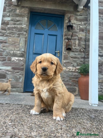 Golden Retriever dogs - Advert 4