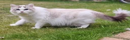 Ragdoll cats for sale: 🥰🎀 2 Stunning retired Queens top European lines - Advert 22