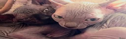 Sphynx cats for sale: Beutiful sphynx Kittens  - Advert 7