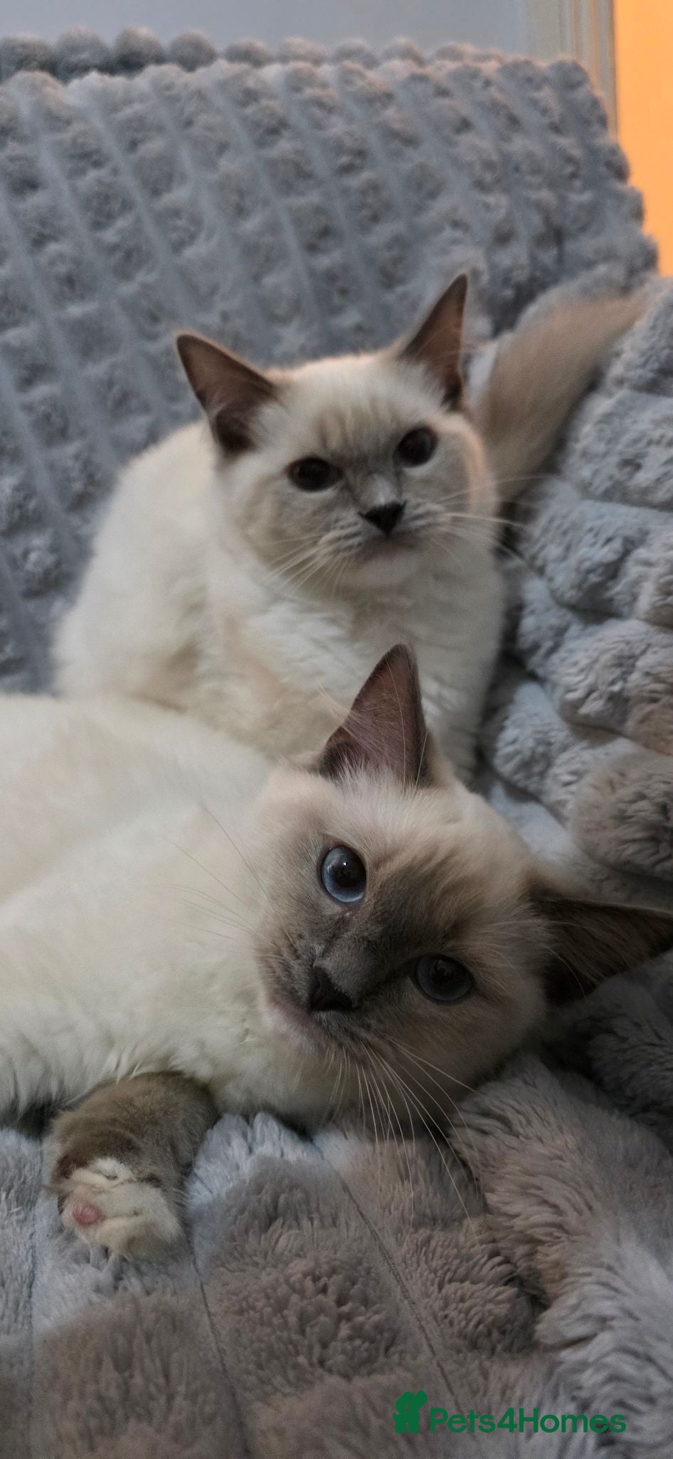 Ragdoll cats Pedigree Beautiful Ragdoll Kittens 2 GIRLS - Advert 18