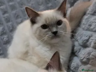 Ragdoll cats Pedigree Beautiful Ragdoll Kittens 2 GIRLS - Advert 18